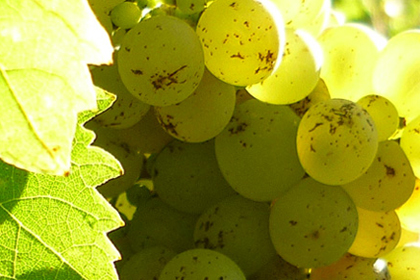 Turkish wines, wine-tasting in Cappadocia